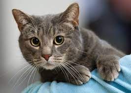 They often convey an overall impression of balance the british shorthair originated from a common street cat once called the european shorthair. 10 Famous Striped Cat Breeds In The World Of 2021 Cat Breeds American Shorthair Cat Cats