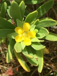 Image result for Surianaceae