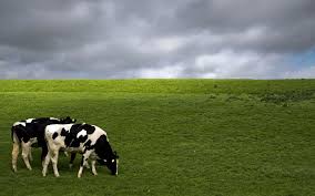 Cows Wallpapers Downloadeer Simply The Best Cow Wallpaper Farm Animals Barnyard Animals