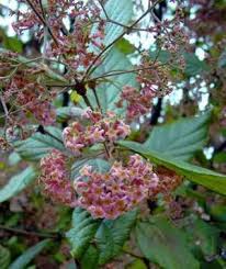 Image result for Rogiera amoena