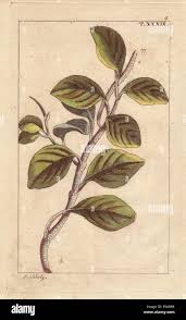 Image result for Limnophyton angolense