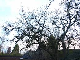 Image result for Viscum obscurum