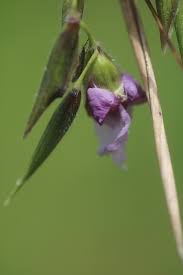 Image result for Thalia geniculata