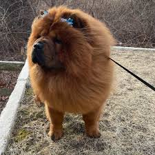 XiongXiong (@xiongxiongchow) • Instagram photos and videos