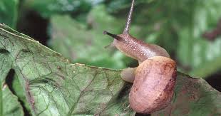 Angustopila fabella came from the same cliffside sediments as a. Stowaway Snails Slugs Could Be Hazardous The San Diego Union Tribune