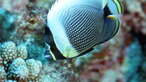 The Fish Directory Find Reef Fish From Pictures