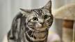 cat breeds you can walk on a leash Archives - You Ask We ...
