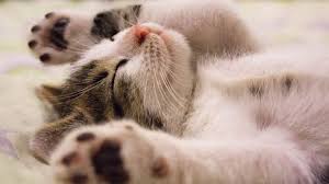 Hoy se celebra el día internacional de gato, pero ¿sabías que hay 3 días en el año que se festeja a los michis? Por Que Se Celebra El Dia Internacional Del Gato Internacionales Profesional Fm 89 9 Salta Argentina
