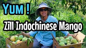 The mangos sold at canarius are all grafted. Zill Indochinese Mango 2019 Youtube