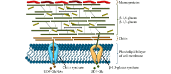 Check spelling or type a new query. Schematic Overview Of Fungal Cell Wall Composition The Fungal Cell Download Scientific Diagram