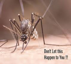 In it, players must defend an npc known as the void knight from an onslaught of monsters. Mosquito Control Service Commack Mosquito Spraying Commack 11725