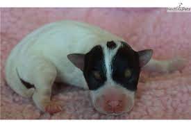 Ruby Jack Russell Terrier Puppy For Sale Near Inland Empire California 70f99ddf F3a1 Jack Russell Terrier Puppies Jack Russell Jack Russell Terrier