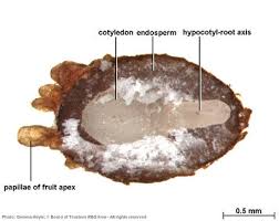 Image result for Achyrospermum schimperi