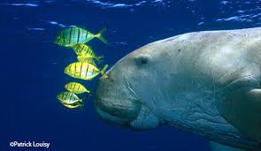 Accurate content you can trust, spreading knowledge on the animal kingdom, and giving back. Dugong Dugong Dugon