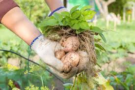 The growing condition should be appropriate to enhance the growth of the potato tubers. Genius Ways Of Growing Potatoes Indoors Gardenerdy