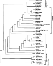 Image result for Queenslandiella