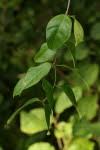 Image result for Secamone parvifolia