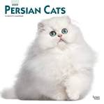 12 Stunning Persian Cats - The Spruce Pets