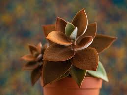 We did not find results for: Mother Of Thousands Grow The Kalanchoe Plant Purple Flower