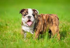 Top 5 Best Dog Foods For English Bulldogs Buyers Guide 2017