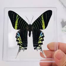 All projects » home & garden projects » decor » wall decor » taxidermy mounts ». Home Decor Children S Gifts Beautiful Nature Real Taxidermy Dried Butterfly Specimen Buy Butterfly Taxidermy Real Butterfly Jewelry Dried Butterflies Product On Alibaba Com