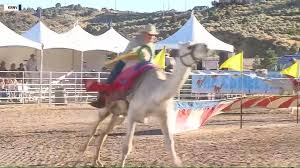 The ostrich and camel exhibition races took place at the hollywood casino track at penn national, proving a challenge for the jockeys with only three out of five making it to eventually all five jockeys come off their ostrich, before the birds quietly returned to the awaiting transport to leave the racetrack. Krnv News 4 60th Annual Camel And Ostrich Races To Kick Off In Virginia City Facebook