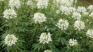 Image result for Cleome elegantissima
