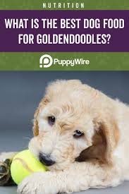But for most pups, the best food is one that is. Best Dog Food For Goldendoodles Guide W Top 7 Picks Best Dog Food Goldendoodle Best Puppy Food