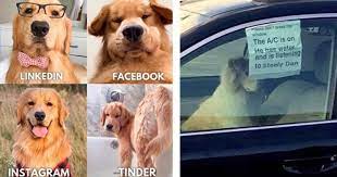 20 Sweet And Silly Dog Memes For Sunshine On A Cloudy Day