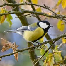 Image result for Kohlmeise vogelhouse