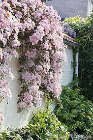 Armandii 'apple blossom' further detail: White Wall With Clematis Montana In Spring Clematis Montana Spring Plants Clematis