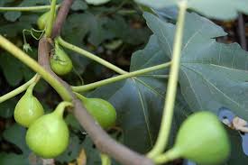 When i saw your ancestors, it was like seeing the early fruit on the fig tree.. Ants On Fig Trees Can Be Especially Problematic Because Many Types Of Figs Have An Opening Through Which They Can R Fig Fruit Tree Fig Tree Growing Fruit Trees