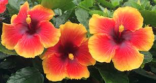 Image result for Hibiscus Red 2015 Vito