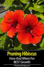 Department of agriculture plant hardiness zone 10. Pin On Garden Ideas Tips