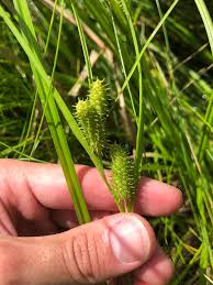 Image result for Carex angolensis
