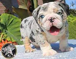 We do not have puppies available at this time. Shrinkabulls Shrinkabulls