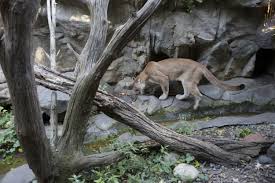 Officials later trapped two lions in horsetooth mountain open space, where the attack occurred, that they believe to be the dead lion's siblings. Video Shows Mountain Lion Stalking Kids In California Neighborhood