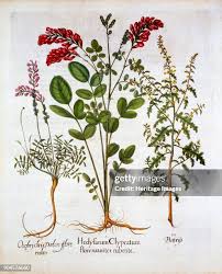 Image result for Crotalaria onobrychis