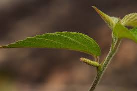 Image result for Acalypha chirindica