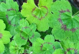 Image result for Pelargonium alchemilloides