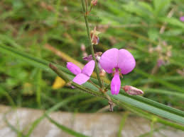 Image result for Desmodium subsecundum