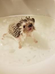 Follow Oceanaboutique For More Daily Inspo Oceana Hedgehog Pet Cute Funny Animals Animals