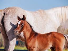 Like so many of the horses on this list, the shire horse hit its peak popularity around world war i, but fell out of use after world war ii. The Seven Most Beautiful Horse Breeds In The World