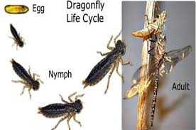 Metamorfosis tidak sempurna adalah salah satu dari jenis metamorfosis di mana serangga menetas dari telur kemudian melewati beberapa tahap nimfa hingga dewasa dan tidak melewati fase perubahan yang signifikan. Metamorfosis Tidak Sempurna Pengertian Kecoa Belalang Gambar
