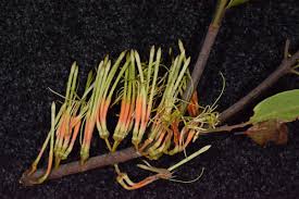 Image result for Erianthemum dregei