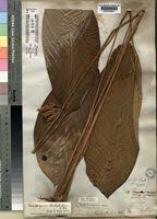 Image result for Sarcophrynium brachystachyum