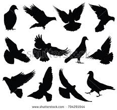 Black And White Pigeon Vector Stock Vector Flying Dove Vector Silhouettes Isolated Pigeons Set Love And Peace Symbols Black Shape Form Dove Silhouette Illustration Peace And Love Pigeon
