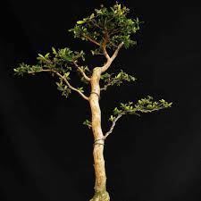 Jual Bonsai Tanaman Hias Black Olive Bucida Spinosa Geometri Chokan Unik Di Lapak Galeri Keris Bukalapak