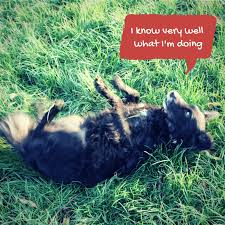 How to get rid of fox poo in garden. How To Get Rid Of Fox Poo On Dogs
