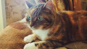 Learn from our pet experts about how these allergies are diagnosed and treated. Common Cat Allergies And How To Treat Them Petnet Io